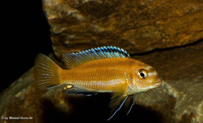 Pseudotropheus johannii 'Gome'